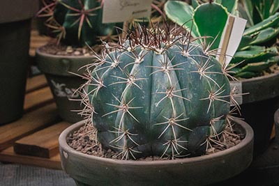 Melocactus Azureus